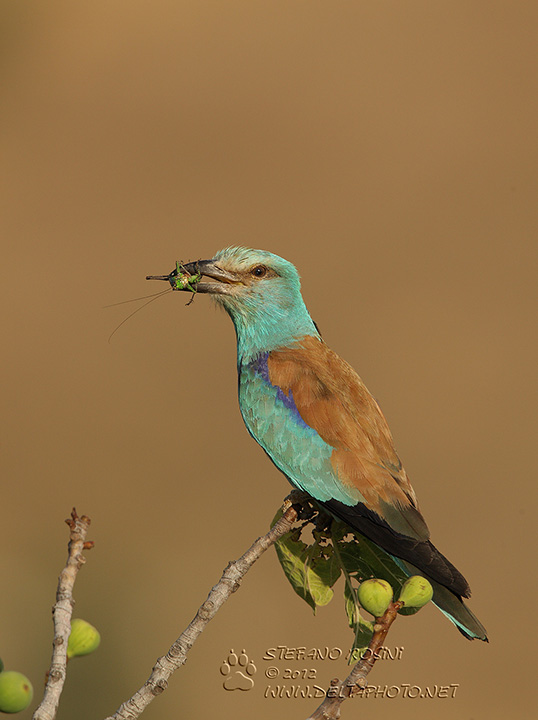 Ghiandaia  marina ( Coracias garrulus )