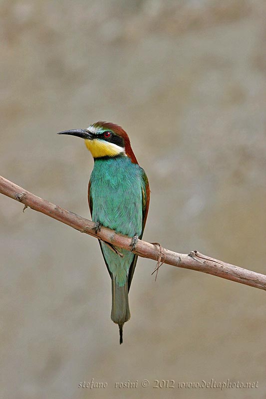 Gruccione  ( Merops apiaster )