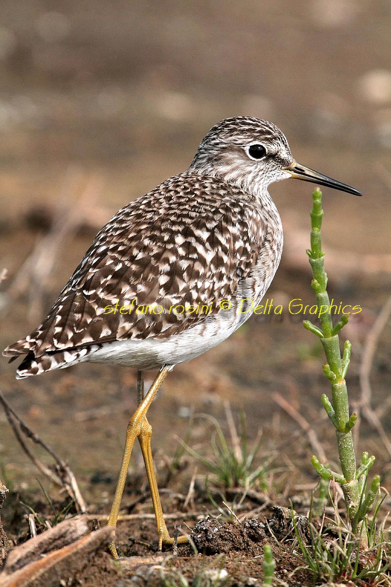 Piro piro boschereccio  ( Tringa glareola )