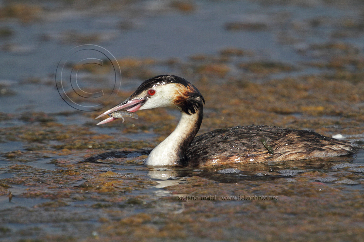 Svasso (Podiceps cristatus)