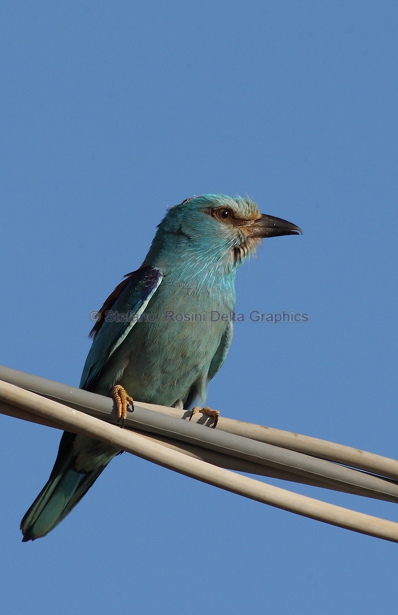 Ghiandaia marina ( Coracias garrulus )