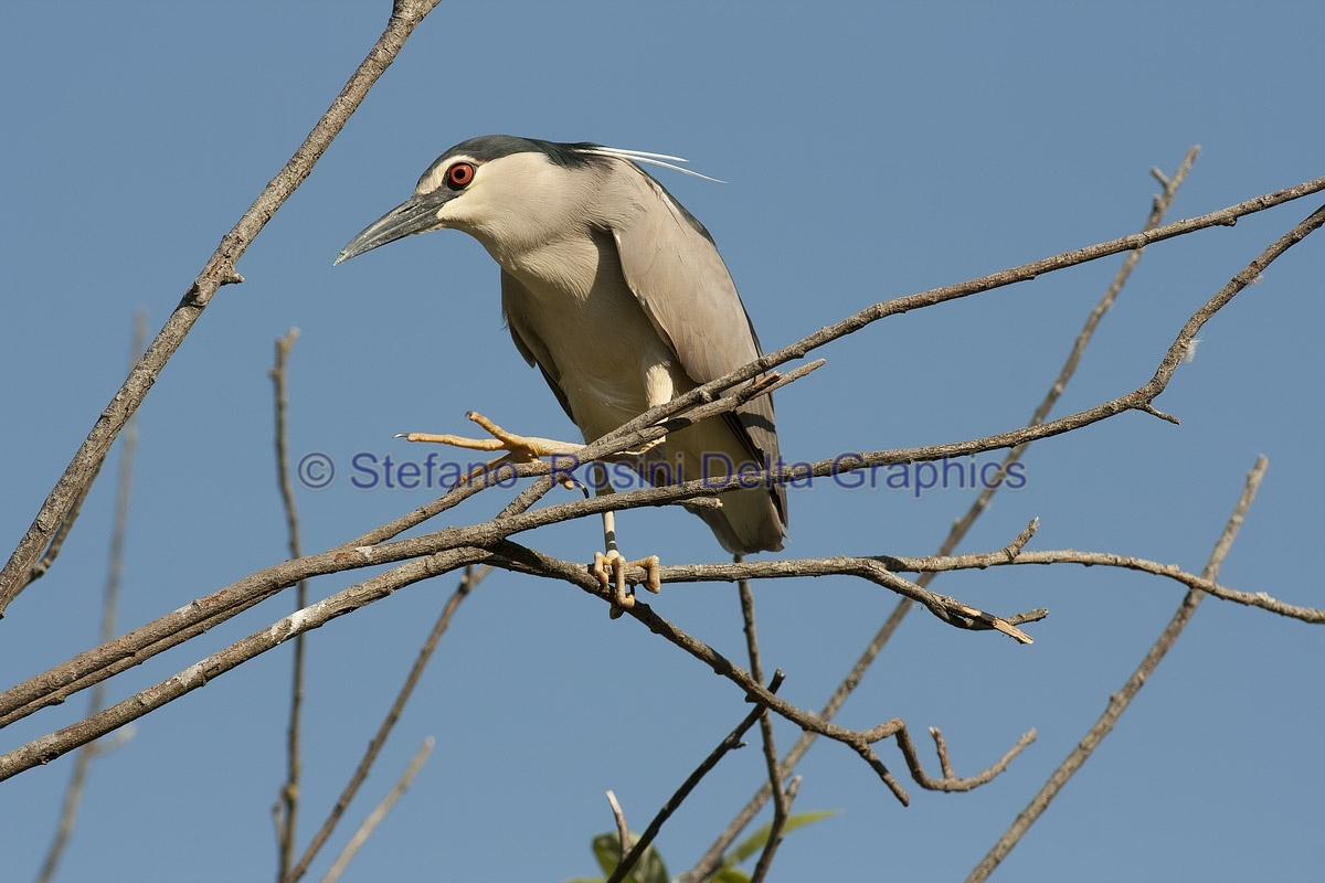 Nitticora ( Nycticorax nycticorax )