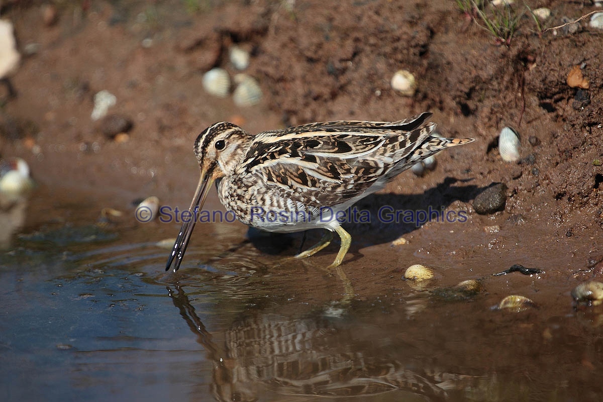 Beccaccino  ( Gallinago gallinago )