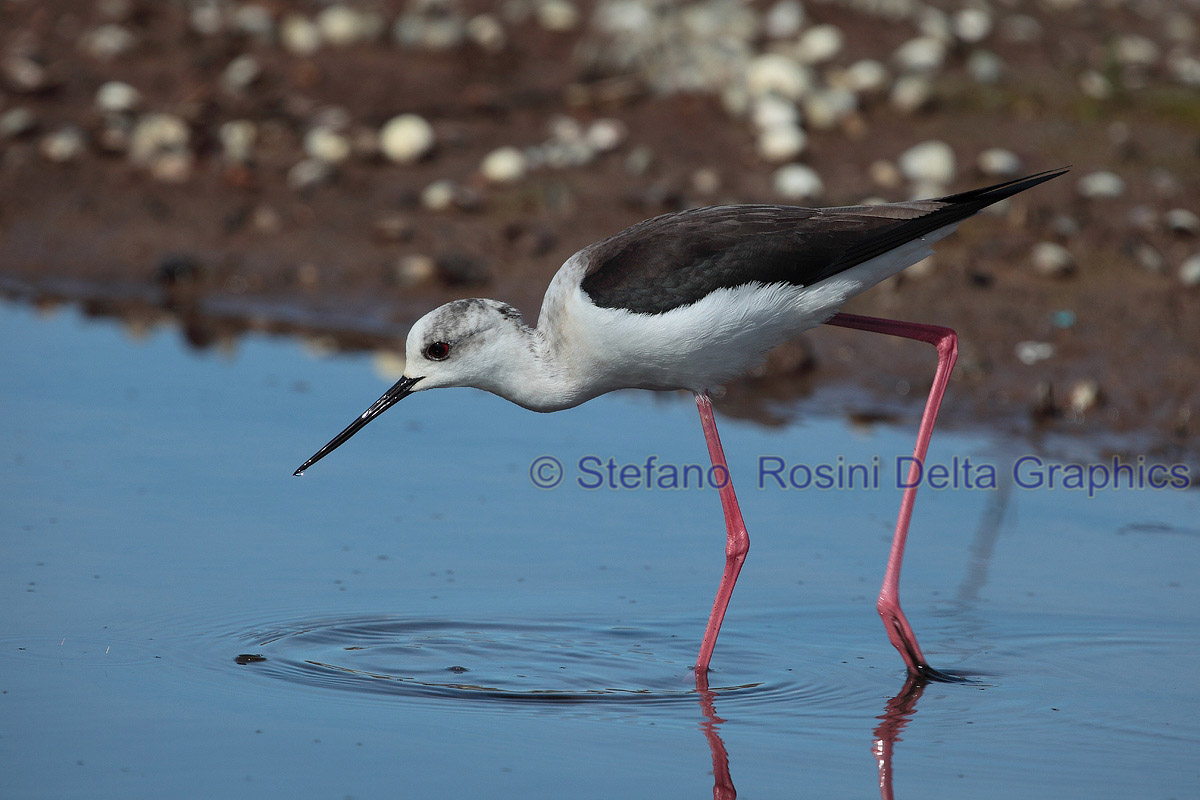 Cavaliere d''Italia ( Himantopus himantopus)