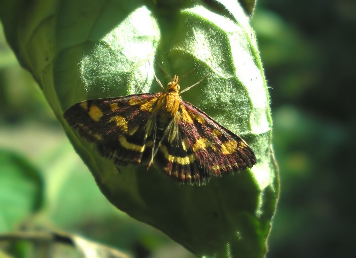 Pyrausta purpuralis 2 (..... questa  lei)