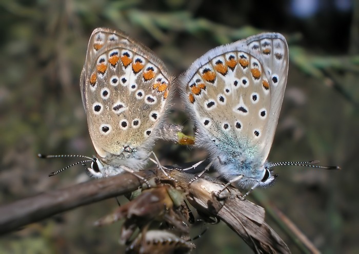 Amplesso fra Polyommatus