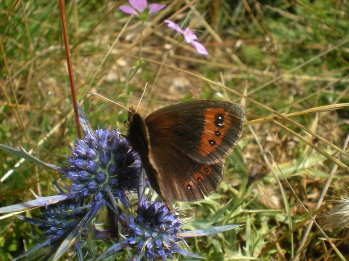 Erebia appenninica : E. neoridas