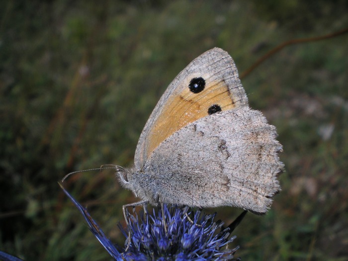 Quale Hyponephele ??? H.  lycaon ♀