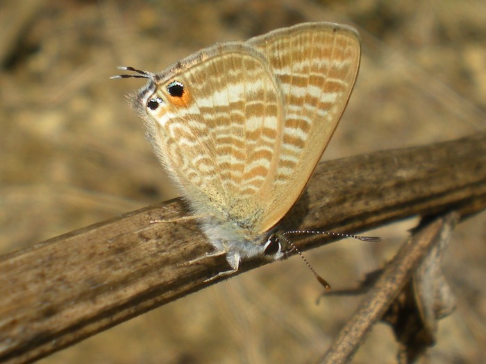 Leptotes pirithous & Lampides boeticus