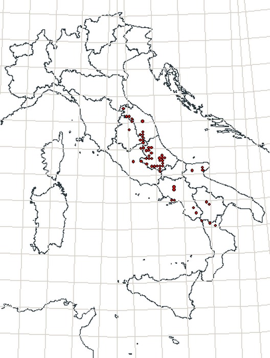 QUIZZZZZZZ! variazioni sul blu (indovina il Licenide)