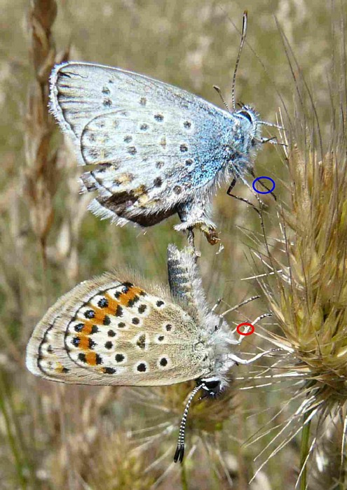 Coppia di plebejus argus?