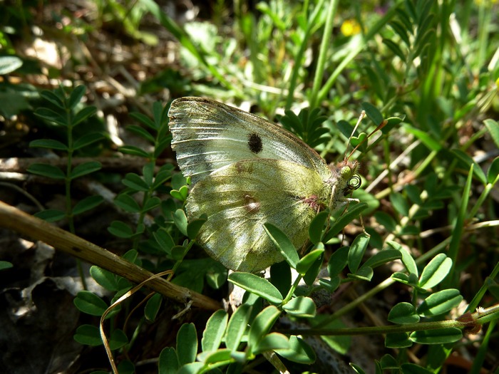 Colias da identificare