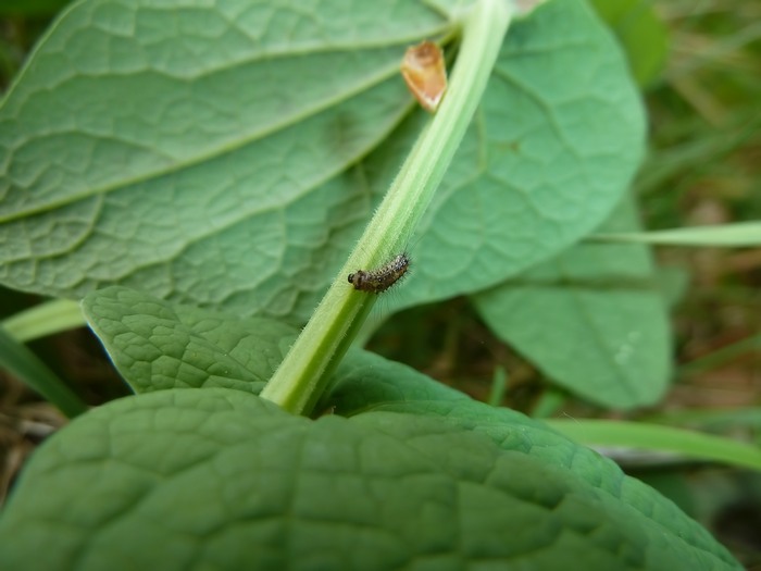 bruco su Aristolochia da id.