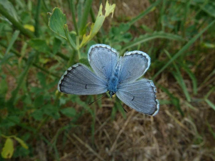 Piccolo  bello!! Pseudophilotes baton