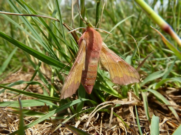 Sphingidae   da determinare