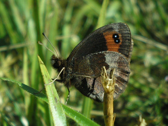 Erebia appenninica : E. neoridas