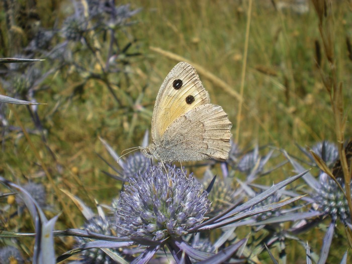 Quale Hyponephele ??? H.  lycaon ♀