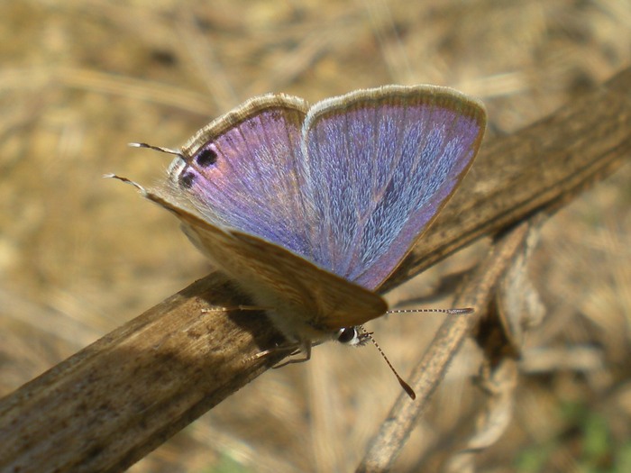 Leptotes pirithous & Lampides boeticus