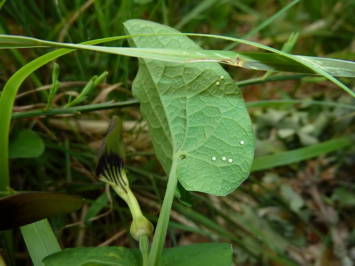 bruco su Aristolochia da id.