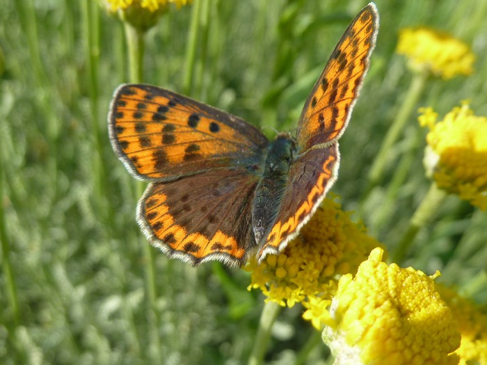 HEODES (LYCAENA) TYTIRUS?