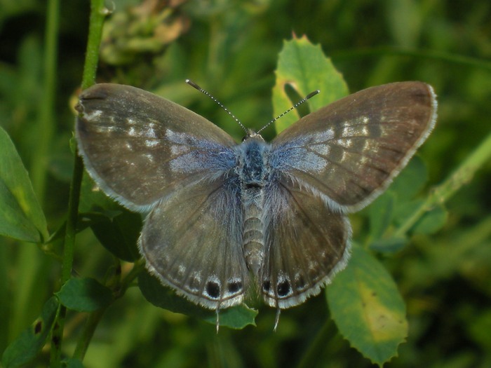 Leptotes pirithous & Lampides boeticus