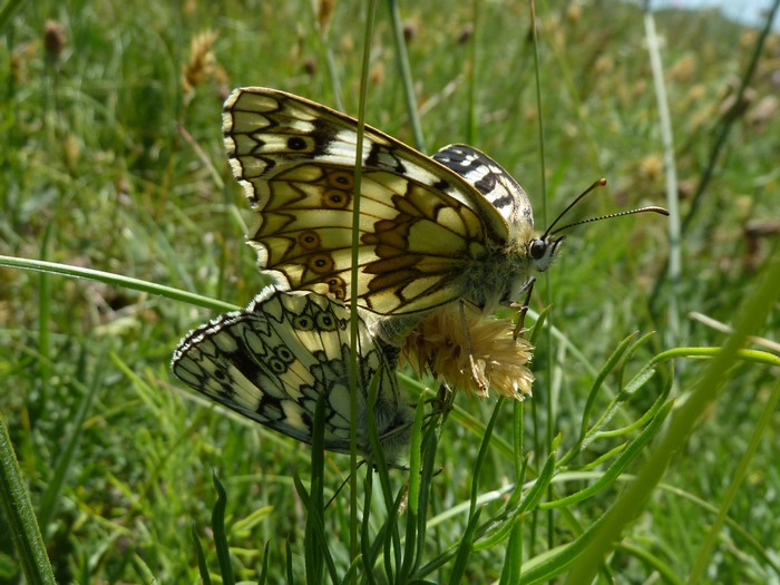 Melanargia russiae in Love!!