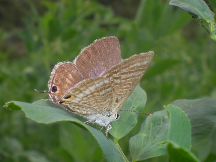 Leptotes pirithous & Lampides boeticus