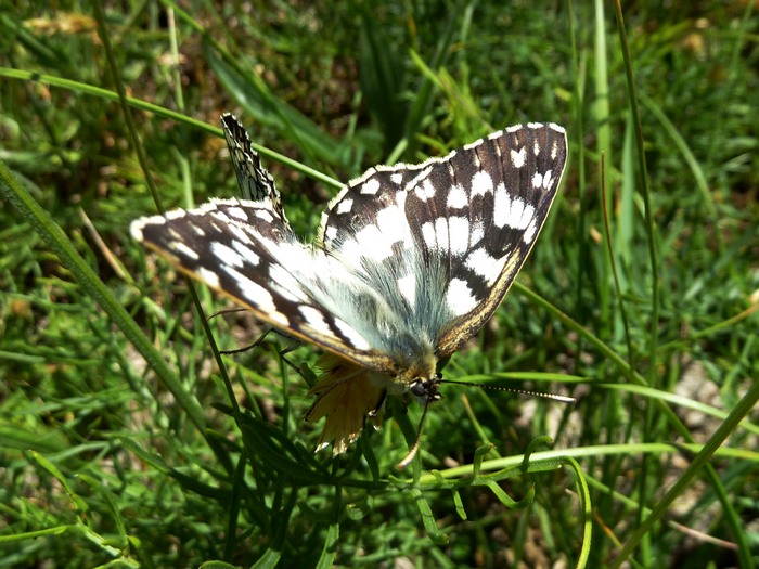 Melanargia russiae in Love!!