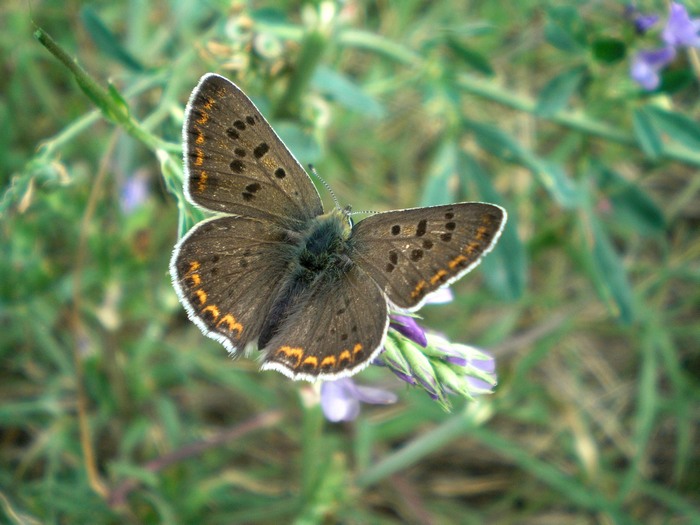 HEODES (LYCAENA) TYTIRUS?