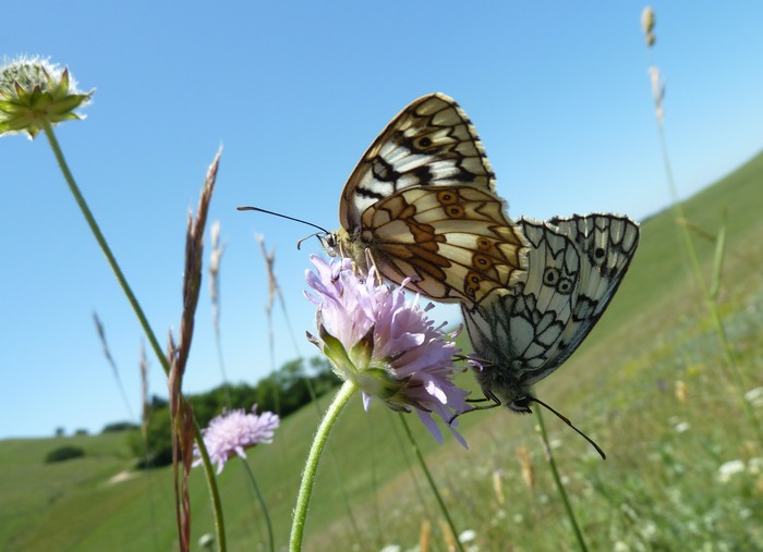 Melanargia russiae in Love!!