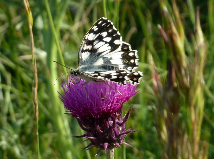 Melanargia russiae