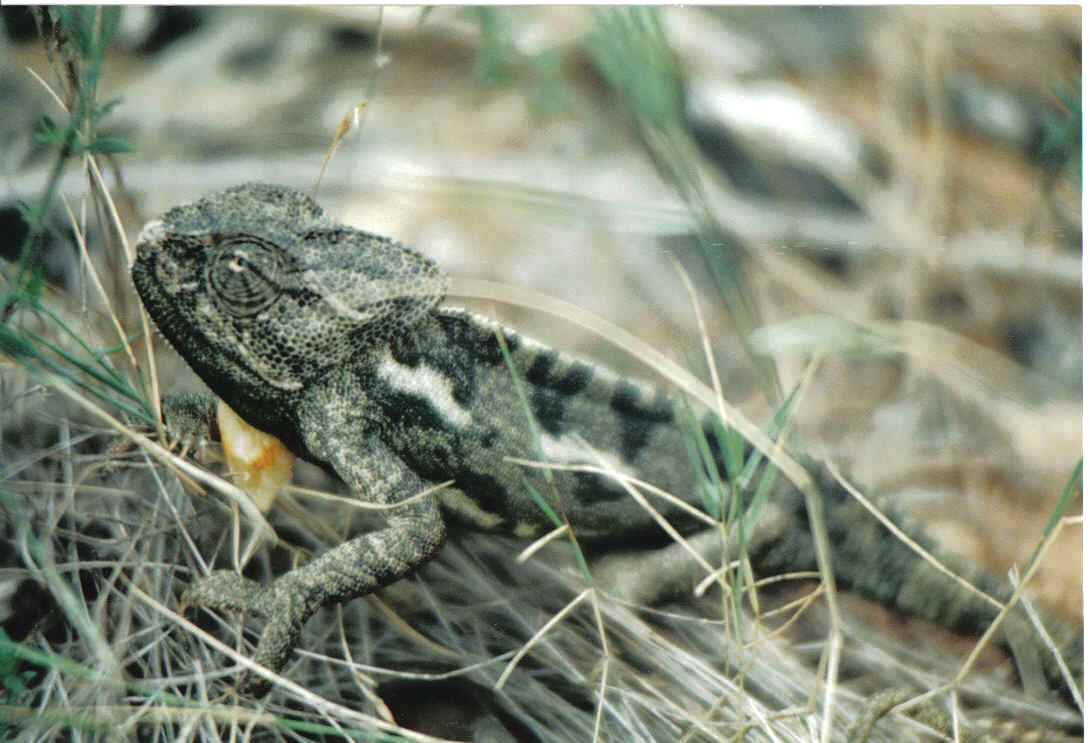 camaleonte europeo? (Chamaeleo chamaeleon)