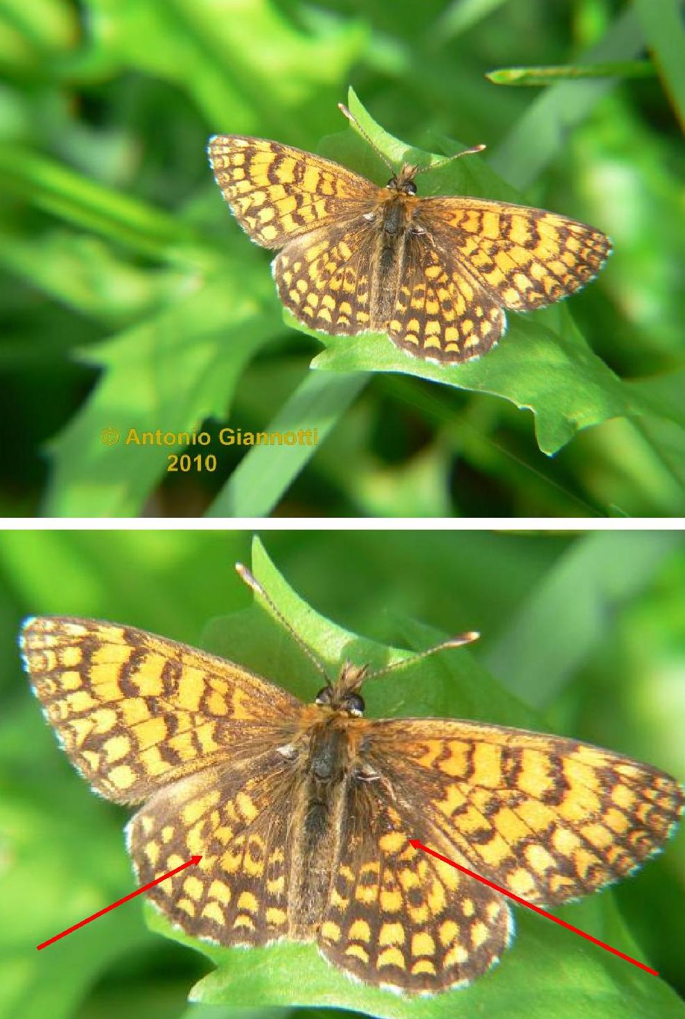 Melitaea (1) ?