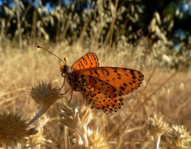 ibrido Melitaea trivia X Melitaea didyma???????