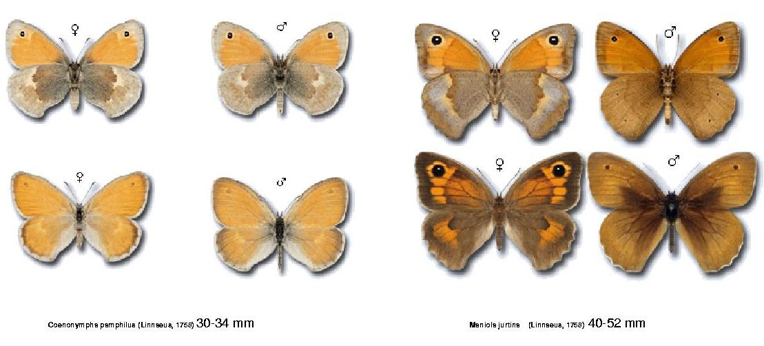 coenonympha o maniola?