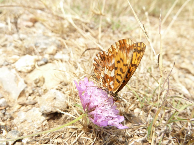 L''anno della Boloria dia