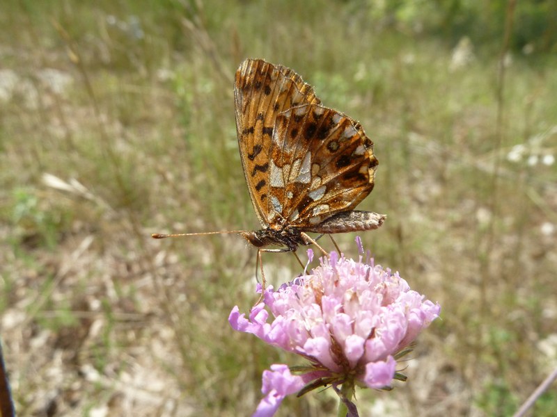 L''anno della Boloria dia