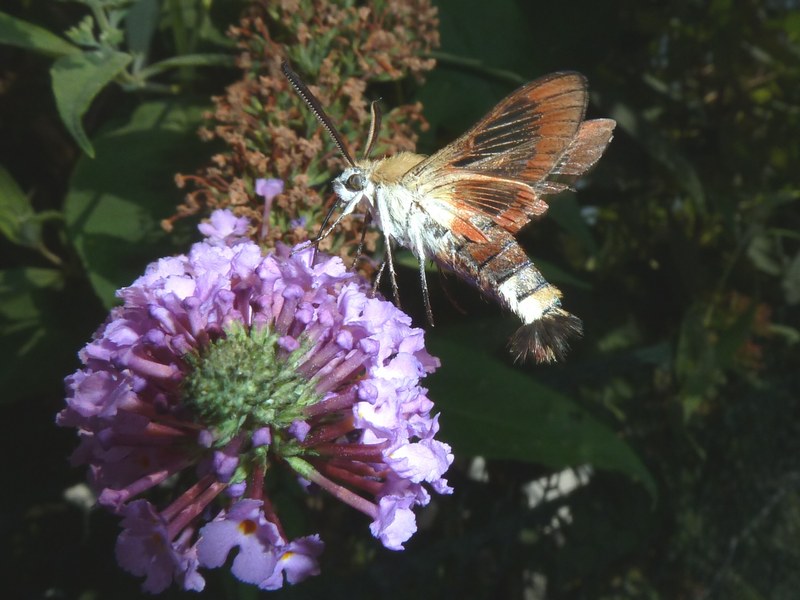 Hemaris fuciformis