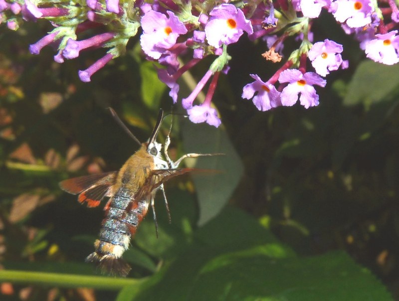 Hemaris fuciformis