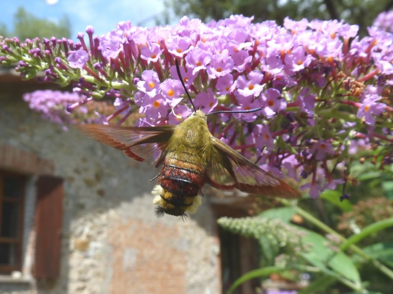 Hemaris fuciformis