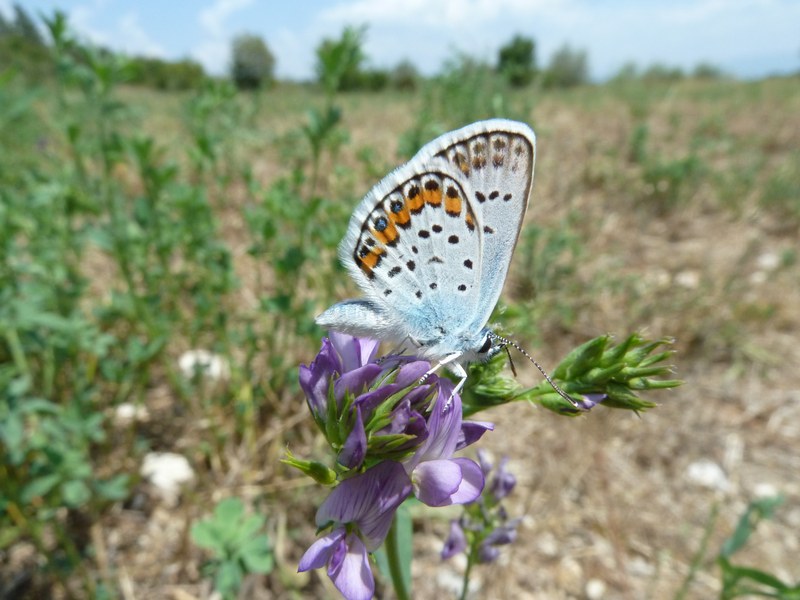 Riconoscimento Plebejus...AIUTO!!!