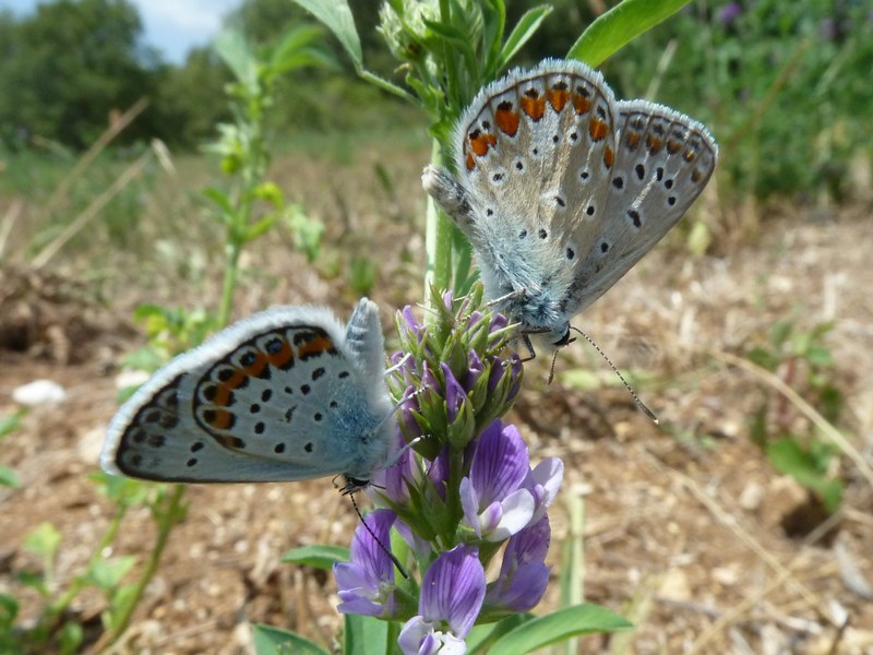 Riconoscimento Plebejus...AIUTO!!!