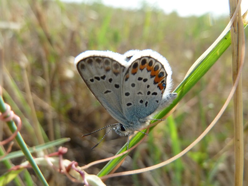 Riconoscimento Plebejus...AIUTO!!!