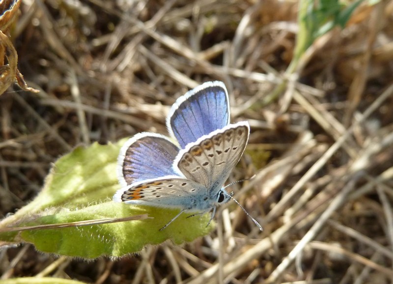 Riconoscimento Plebejus...AIUTO!!!