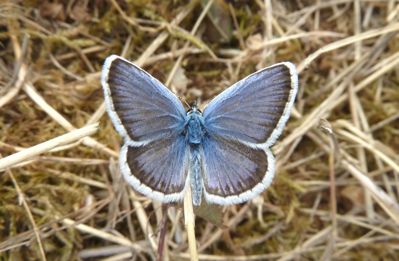 Riconoscimento Plebejus...AIUTO!!!