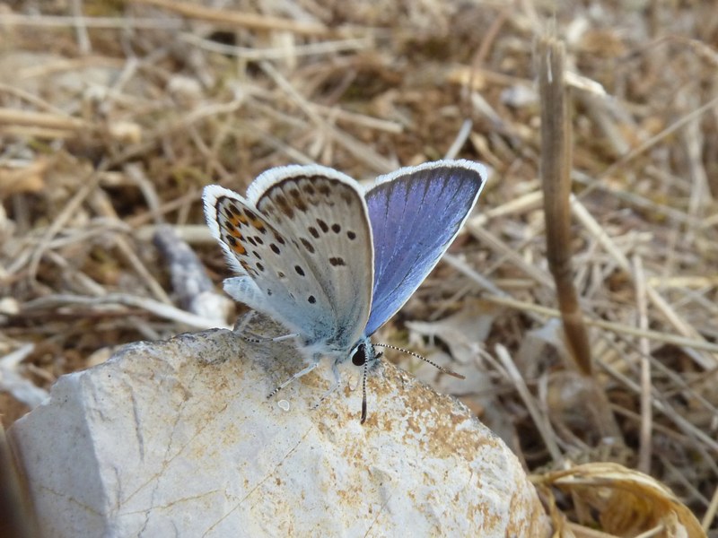 Riconoscimento Plebejus...AIUTO!!!