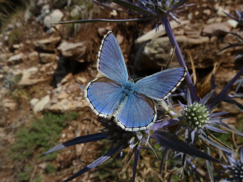 un p di specie di questa settimana....