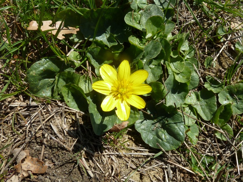 Ranunculus ficaria L. s.l.