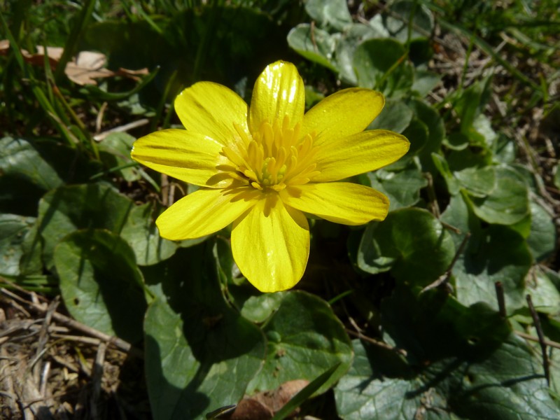 Ranunculus ficaria L. s.l.