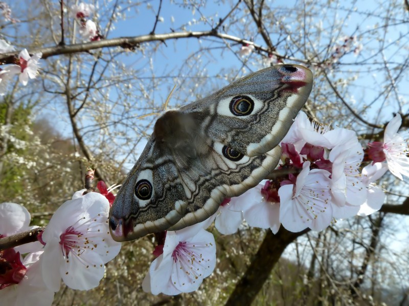 Bentorata Primavera